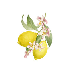 Branch with lemons watercolor isolated illustration.