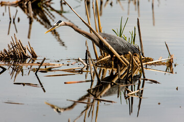 Great Blue Heron fishing in the quiet waters of the Horicon National Wildlife Refuge, Wisconsin, as its body is reflected off the water.