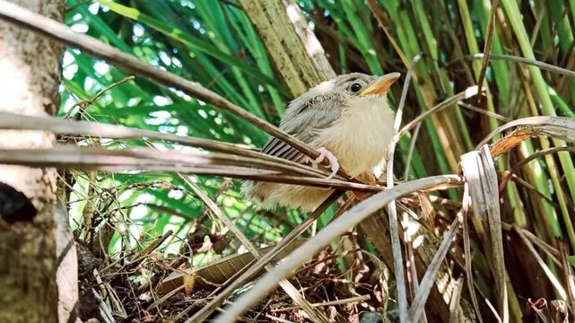 The common tailorbird chick (Orthotomus sutorius) is a songbird found across tropical Asia.