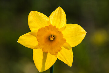 Daffodil in mid-May, backlit by the early evening sunlight near Hartford, Wisconsin