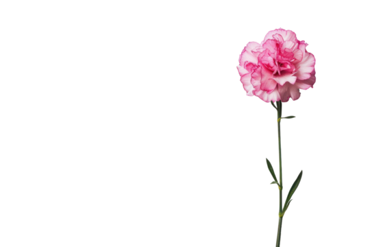 carnation modern style on a white background