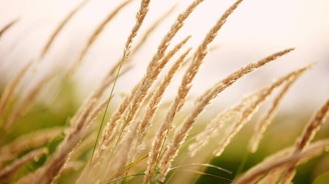ear of grass in field