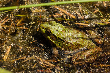 Green frog in the shallow water of Little John Junior Lake in early June, Vilas County, Wisconsin