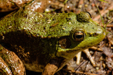 Close-up of a Green frog along the shoreline of Little John Junior Lake in early June, Vilas County, Wisconsin