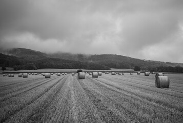 sheafs of hay on the field