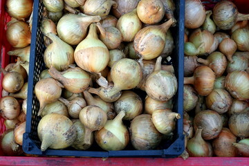 Onion just picked from the garden. Fresh onions background. Ripe onion in the greenhouse. Organic vegetables