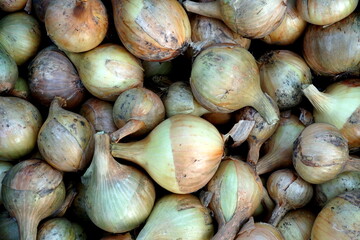 Onion just picked from the garden. Fresh onions background. Ripe onion in the greenhouse. Organic vegetables