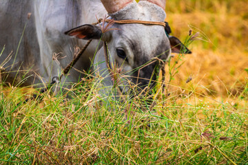 beautiful, strong bull in the field.