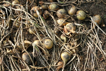 Onion just picked from the garden. Fresh onions background. Ripe onion in the greenhouse. Organic vegetables