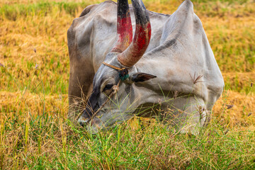 beautiful, strong bull in the field.