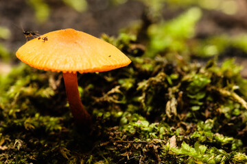 Tawny Grisette or Orange-brown Ringless Amanita growing within the Pike Lake Unit,  Kettle Moraine State Forest, Hartford, Wisconsin in late August.