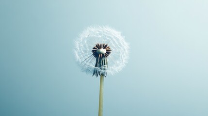 Detailed close-up of a single dandelion, isolated against a minimal background, showcasing the fragile beauty of its seeds.