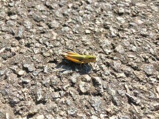 A closeup of a grasshopper on a pavement