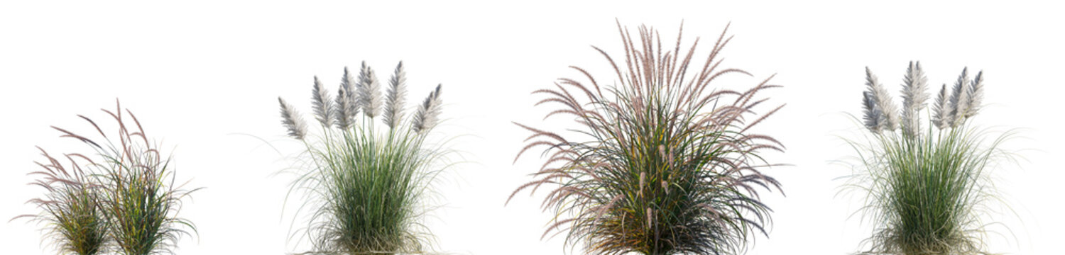 Pennisetum setaceum Rubrum and Cortaderia selloana Pumila grass dwarf pampas grass isolated png on a transparent background premium cutout high resolution