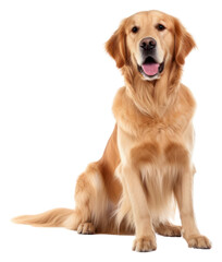 PNG Mammal animal pet dog.