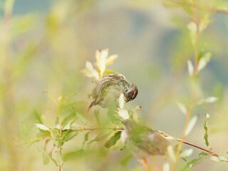 oiseaux 