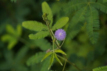 Mimosa pudica (also called sensitive plant, sleepy plant,  touch-me-not, touch-and-die, or shameplant) is a creeping annual or perennial flowering plant of the pea, legume family Fabaceae.