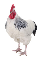 Rooster on white background