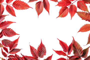 PNG Red autumn leaves frame background
