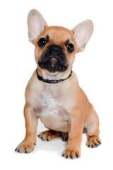 Sad french puppy bulldog is sitting on at clean white background