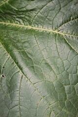 Obraz premium A full frame view of a green leaf.