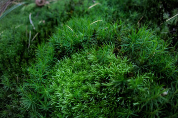 Green moss close up look in details as forest autumn cold backdrop background texture, Bryophyta