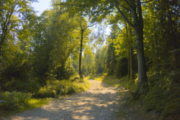  Green temperate late summer forest during sunny day, trees, as illustration of hiking, walking outdoor, outside activities, relaxation, peace, morning, path