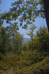 Mountain view during sunny summer day and warm weather in beskid mountains as illustration of hiking, camping, nature tourism and travel
