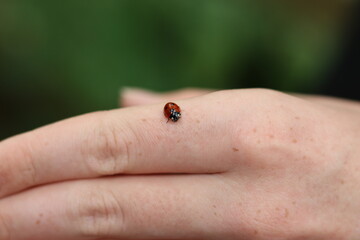Ladybird on a hand