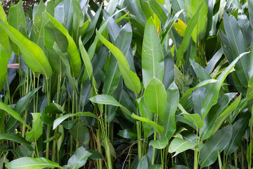 tropical exotic flowers and leaves on green background