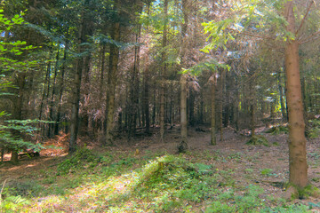 Temperate pine forest sun light through trees as summer sunny forest landscape view as symbol and illustration for relax, balance, meditation, outdoor, nature, sunrise