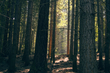 Serene forest scene with towering coniferous trees casting long shadows across the forest floor, peaceful atmosphere of the woods as deep connection with nature illustration, outdoor exploration