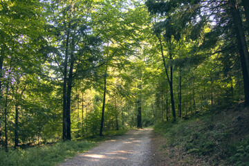 Fototapeta premium Serene forest scene with towering coniferous trees casting long shadows across the forest floor, peaceful atmosphere of the woods as deep connection with nature illustration, outdoor exploration