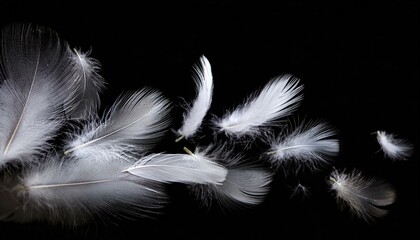 Obraz premium White Feathers isolated against a black background. Floating feathers. Falling bird feathers. Bokeh. Motion blur. Bird, angel or demon feathers. Fantasy glowing feathers floating down. See Less 