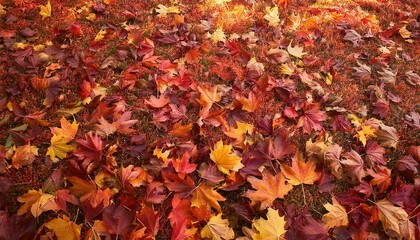 A vibrant carpet of autumn leaves in reds, oranges, yellows, and browns covers the ground, bathed in soft sunlight, creating a serene fall scene.