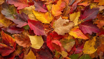 Obraz premium A vibrant carpet of autumn leaves in reds, oranges, yellows, and browns covers the ground, bathed in soft sunlight, creating a serene fall scene.
