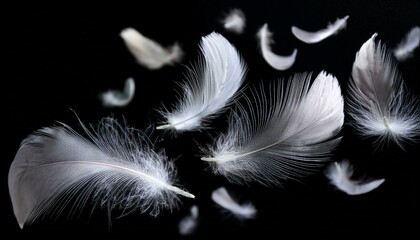 Obraz premium White Feathers isolated against a black background. Floating feathers. Falling bird feathers. Bokeh. Motion blur. Bird, angel or demon feathers. Fantasy glowing feathers floating down. See Less 
