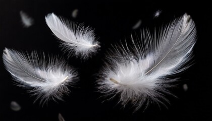 Obraz premium White Feathers isolated against a black background. Floating feathers. Falling bird feathers. Bokeh. Motion blur. Bird, angel or demon feathers. Fantasy glowing feathers floating down. See Less 
