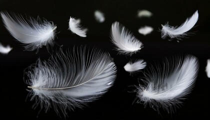 Obraz premium White Feathers isolated against a black background. Floating feathers. Falling bird feathers. Bokeh. Motion blur. Bird, angel or demon feathers. Fantasy glowing feathers floating down. See Less 