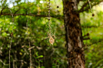 tree in the forest