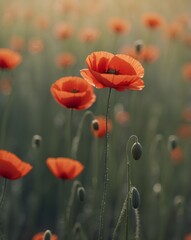 Obraz premium Serene Field of Wild Poppies with a Single Bloom Standing Out.