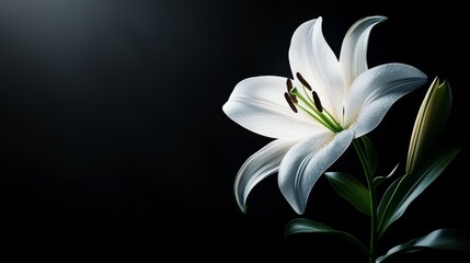 Isolated white lily floating against a black background, soft spotlight highlighting textures, Surrealism, 3D rendering, Monochromatic