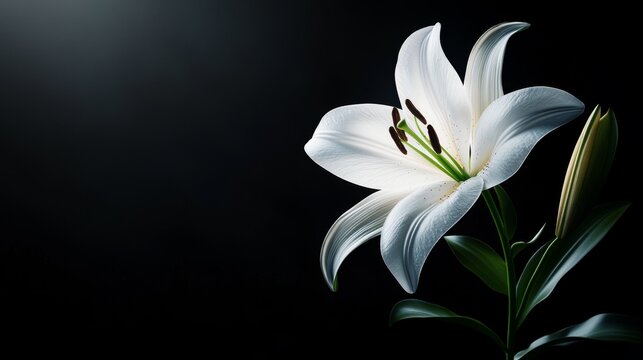 Isolated white lily floating against a black background, soft spotlight highlighting textures, Surrealism, 3D rendering, Monochromatic