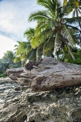 A big piece of driftwood on a lonely beach of Fiji. Small Fiji islands. Yasawa Islands, Fiji. Tropical Island scene with driftwood and coconut palm trees. Lonesome island tropical beach scene. 