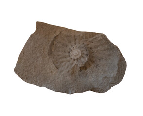 fossil of Ammonite in the stone on white, isolated