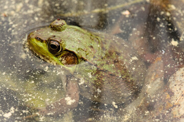 A Green Frog is resting in the shallow waters of Little John Junior Lake near Sayner, Wisconsin in Vilas County in late May, surrounded by the floating pollen on the water surface.