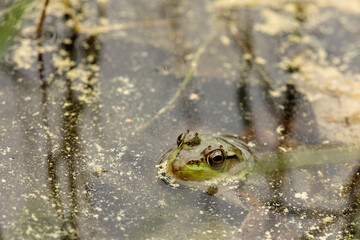 A Green Frog rests on the bottom of the shallow shoreline waters of Little John Junior Lake in Vilas County, near Sayner, Wisconsin, with only its head above water, surrounded by pollen floating 