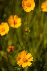 A field of Coreopsis growing wild within the Pike Lake Unit, Kettle Moraine State Forest, Hartford, Wisconsin in mid-June
