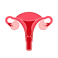 Anatomy of the female reproductive system Diagram of the location of the organs uterus cervix ovary (4)