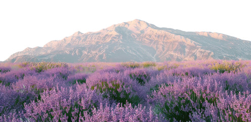 Obraz premium PNG Lavender field mountain landscape
